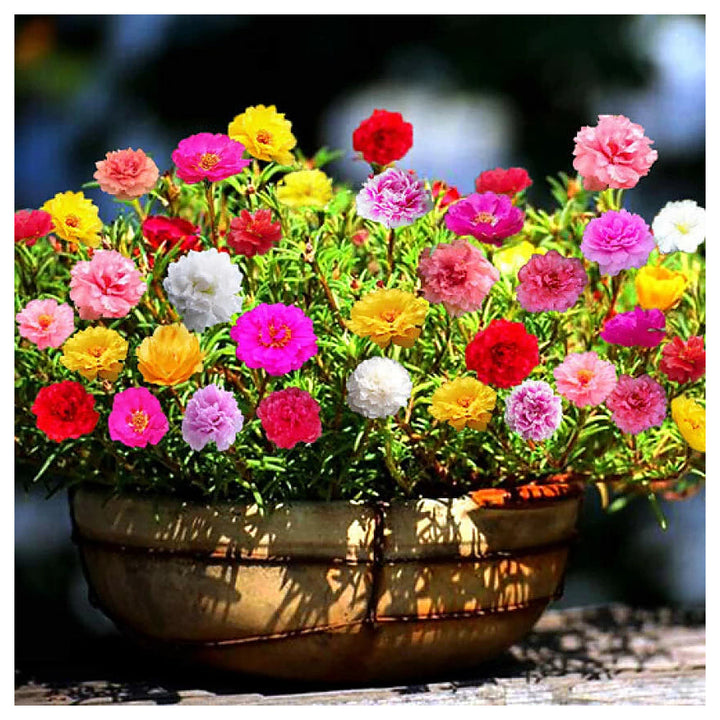 Mixed Miniature Rose Plant Seeds for Planting - Heirloom Non-GMO High Germination Organic Garden Seeds | Neera Seeds product photo [neera-v4-82c2d3d2b15e7ddad3c1]
