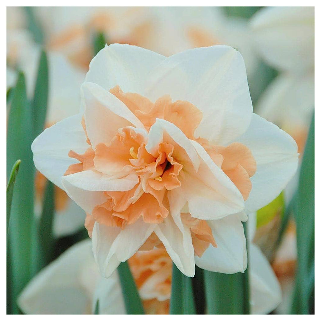 Peach White Daffodils Flower Seeds for Planting – Heirloom, Non-GMO, High Germination Garden Flowers | Neera Seeds product photo [neera-v4-82c5476aa42d53aac1b9]