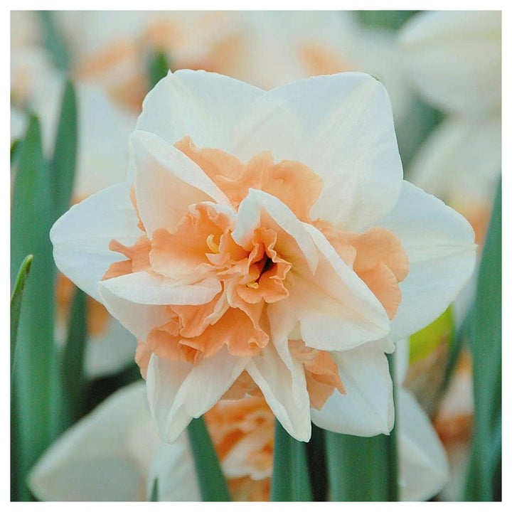 Peach White Daffodils Flower Seeds for Planting – Heirloom, Non-GMO, High Germination Garden Flowers | Neera Seeds product photo [neera-v4-82c5476aa42d53aac1b9]
