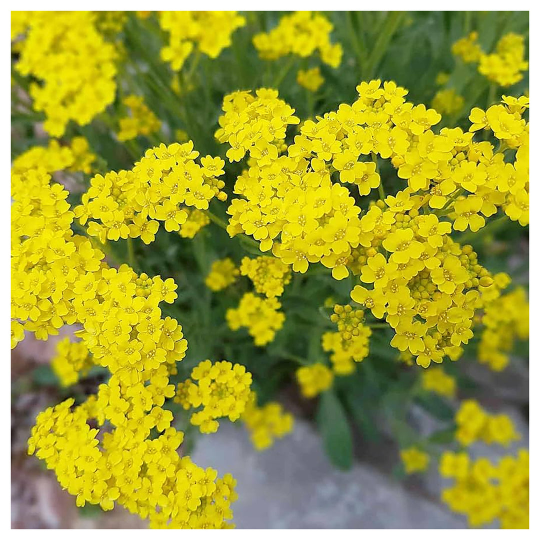 Yellow Aurinia Flower Seeds – Heirloom Non-GMO Alyssum Blooms for Sunny Rock Gardens | Neera Seeds product photo [neera-v4-82c888ae86a4057ab629]