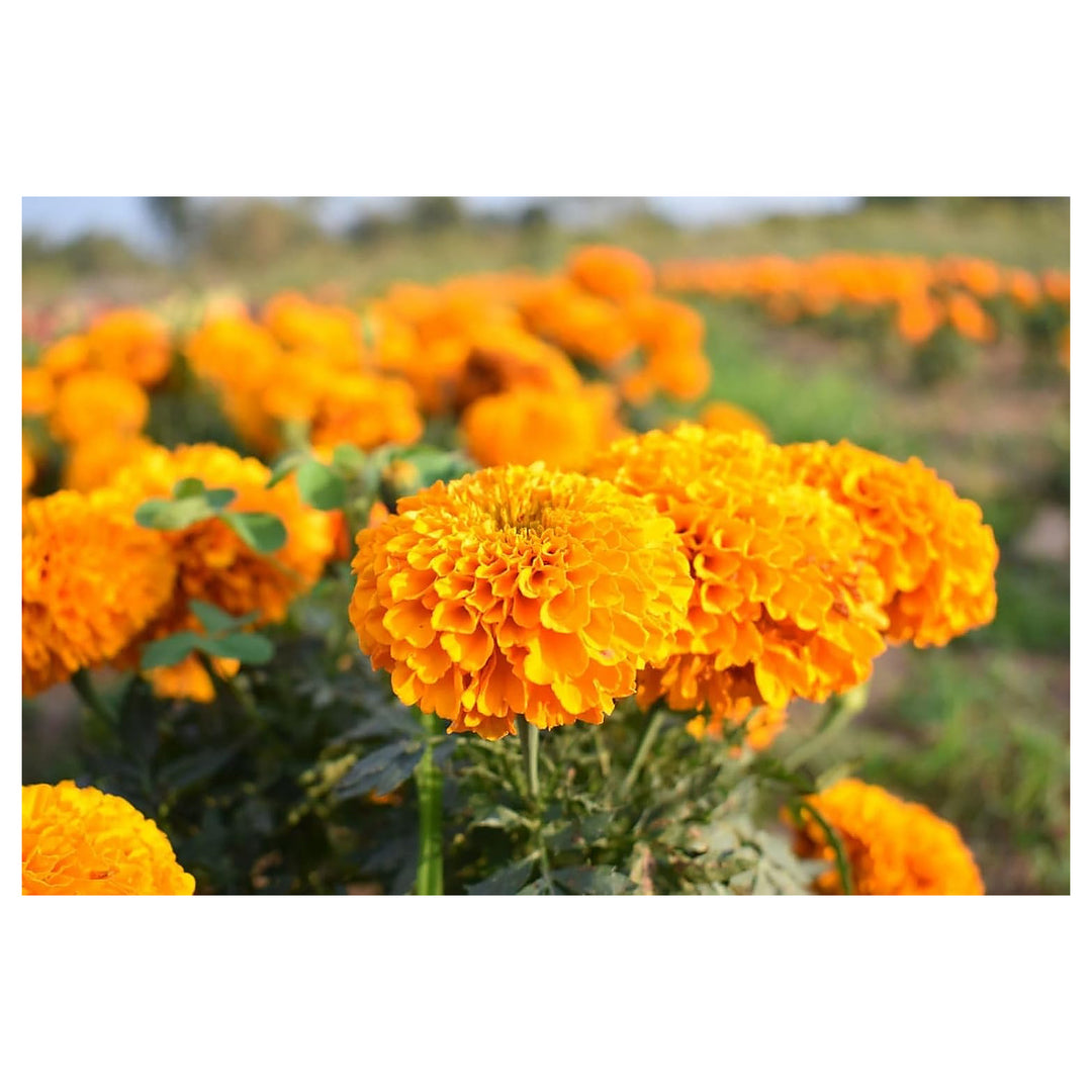 Heirloom Non-GMO Marigold Flower Seeds for Planting – Vibrant Colorful Garden Blooms | Neera Seeds product photo [neera-v4-82c91881786688b85aa4]