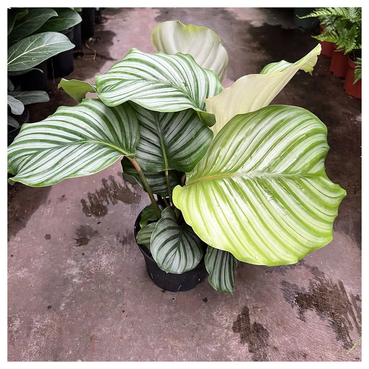 Calathea Orbifolia Flower Seeds for Planting - Heirloom &amp; Non-GMO Organic Garden Seeds with High Germination | Neera Seeds product photo [neera-v4-82e2c255a8d59a0caaf4]