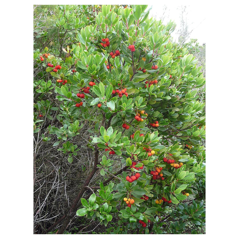 Arbutus Unedo Strawberry Tree Seeds for Planting – Heirloom Non-GMO Evergreen Fruit Tree Seeds, High Germination | Neera Seeds product photo [neera-v4-82e71673ebecb58628b7]