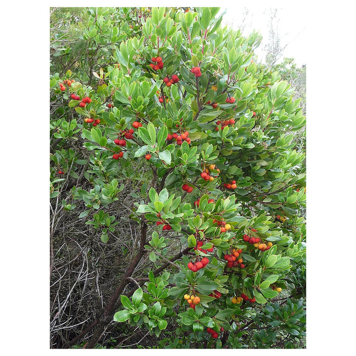 Arbutus Unedo Strawberry Tree Seeds for Planting – Heirloom Non-GMO Evergreen Fruit Tree Seeds, High Germination | Neera Seeds product photo [neera-v4-82e71673ebecb58628b7]