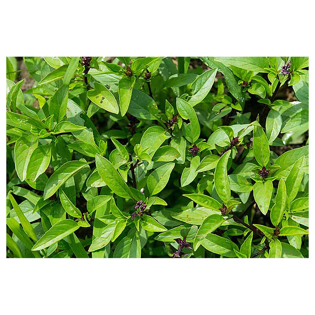 Thai Basil Herb Seeds for Planting – Heirloom, Non-GMO, High Germination Organic Garden Seeds for Culinary Use | Neera Seeds product photo [neera-v4-82f2e6f0144ef9e07d36]