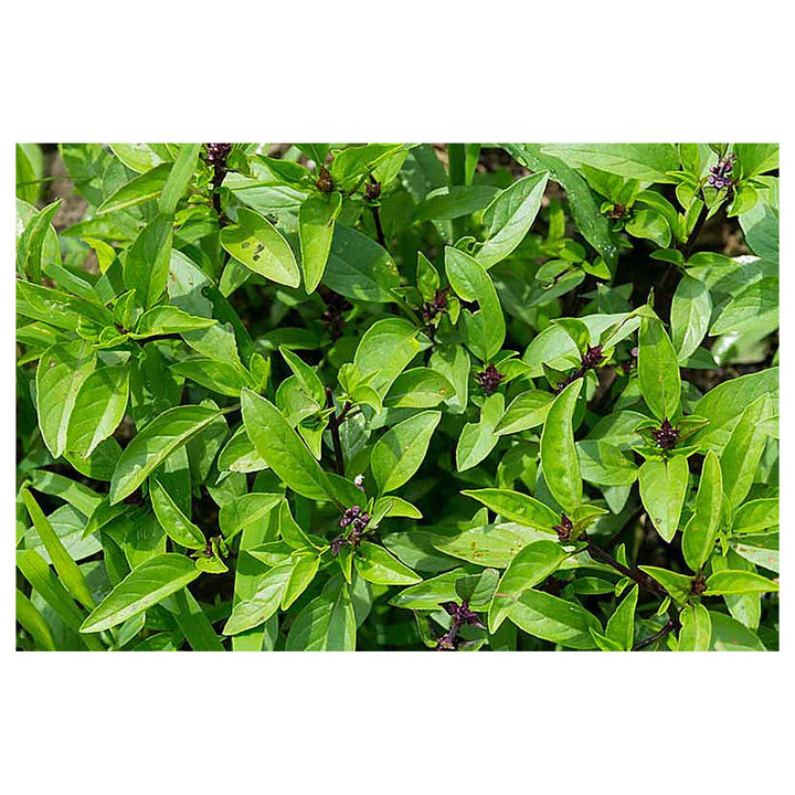 Thai Basil Herb Seeds for Planting – Heirloom, Non-GMO, High Germination Organic Garden Seeds for Culinary Use | Neera Seeds product photo [neera-v4-82f2e6f0144ef9e07d36]