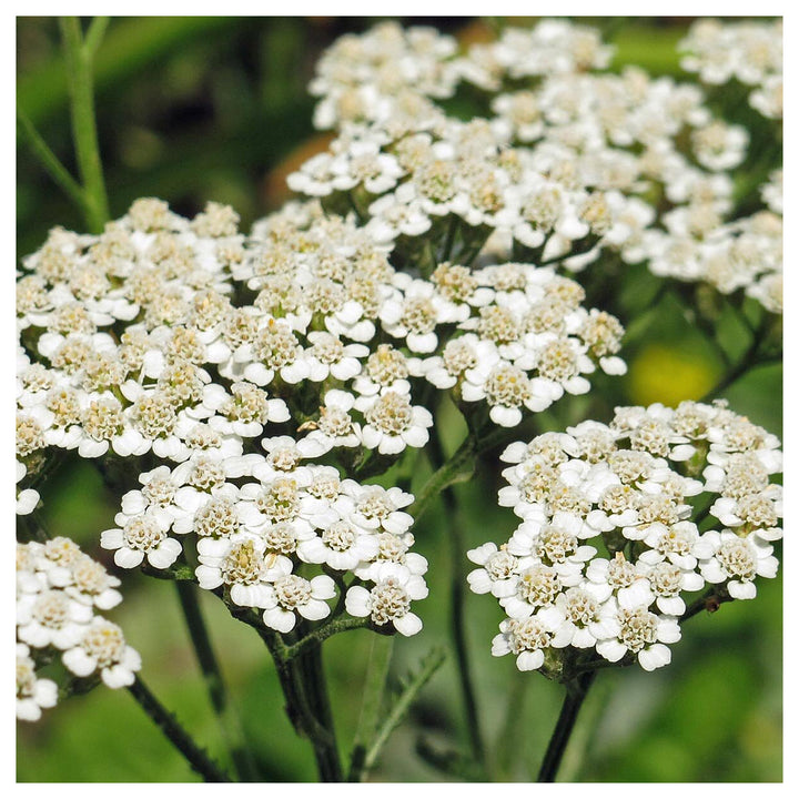 Yarrow Milfoil Seeds for Planting – Heirloom, Non-GMO Medicinal Herb &amp; Pollinator-Friendly Perennial Flowers | Neera Seeds product photo [neera-v4-82f64703e62dce24a442]