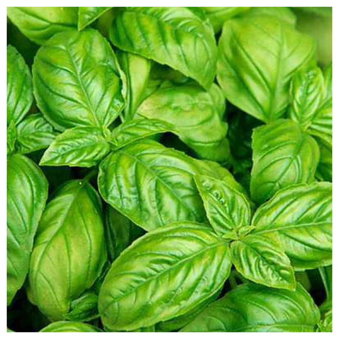 Italian Basil Herb Seeds for Planting – Heirloom, Non-GMO, High Germination Organic Garden Seeds for Culinary Garde | Neera Seeds product photo [neera-v4-82f64df6a7b875b9532e]