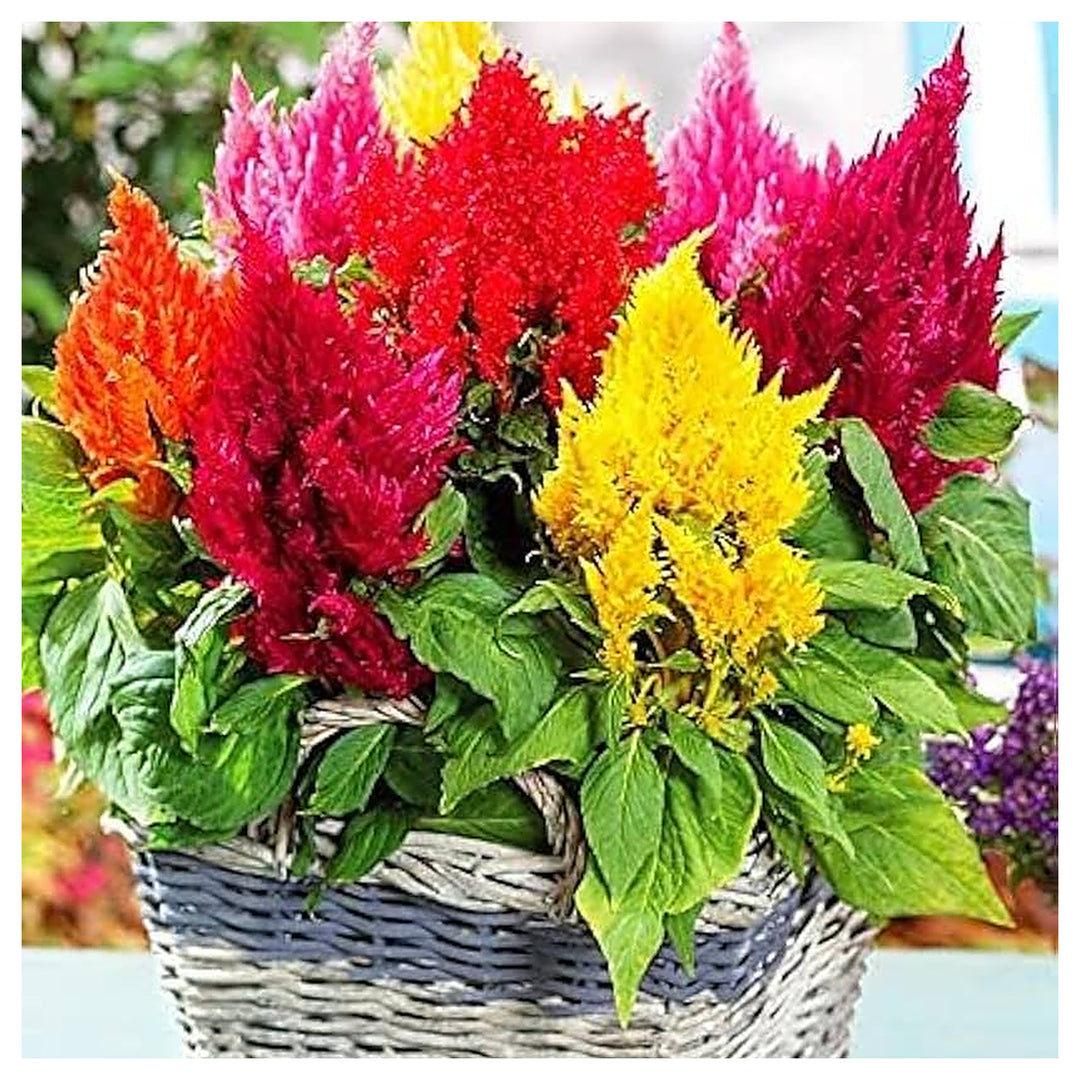 Silver Celosia Mixed Color Ridge Planting Flower Bed Flower Seeds Home Garden Planting, | Neera Seeds product photo [neera-v4-82f9a3033c1a6690a35f]