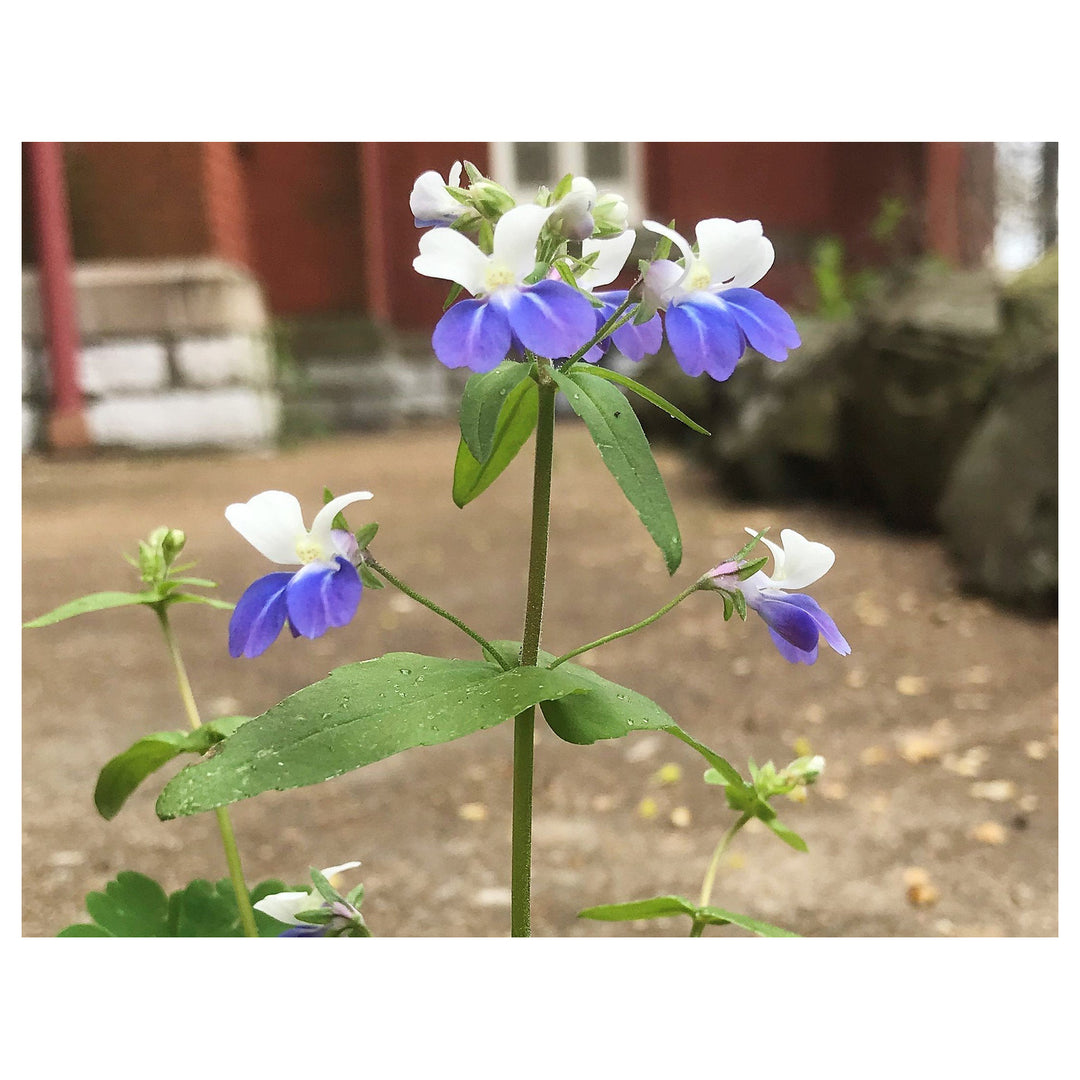 Heirloom Collinsia Verna Flower Seeds for Planting – Non-GMO, High Germination Organic Spring Blooming Garden Seeds | Neera Seeds product photo [neera-v4-8301b4ea2f319bdb2444]