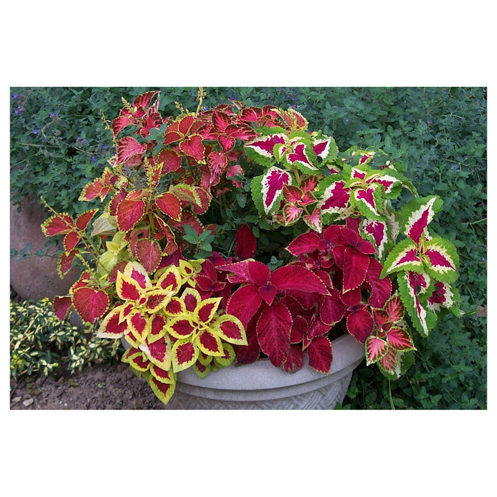 Heirloom Rainbow Coleus Plant Seeds – Non-GMO, High Germination Organic Garden Seeds for Planting | Neera Seeds product photo [neera-v4-830c9f87af2e8bbe916c]