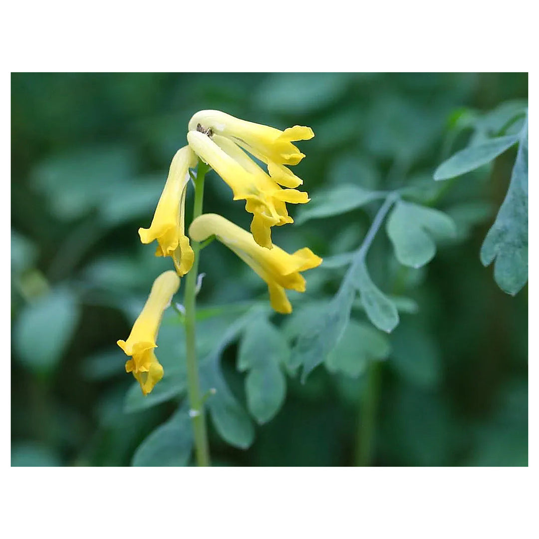 Corydalis Lutea Flower Seeds – Heirloom, Non-GMO, High Germination Organic Garden Seeds for Planting | Neera Seeds product photo [neera-v4-830d7cfae966e4ac99e6]