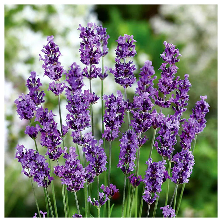 Heirloom Non-GMO Lavender Flower Seeds for Planting – Fragrant Blooming Garden Seeds | Neera Seeds product photo [neera-v4-830f484586bca207980c]