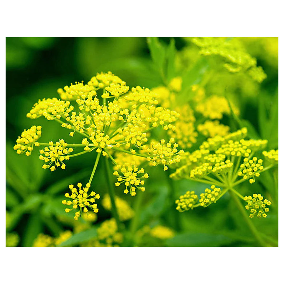 Yellow Mammoth Dill Herb Plant Seeds for Planting – Heirloom, Non-GMO, High Germination Organic Garden Seeds for Fl | Neera Seeds product photo [neera-v4-8321a9b1c440a7066b57]