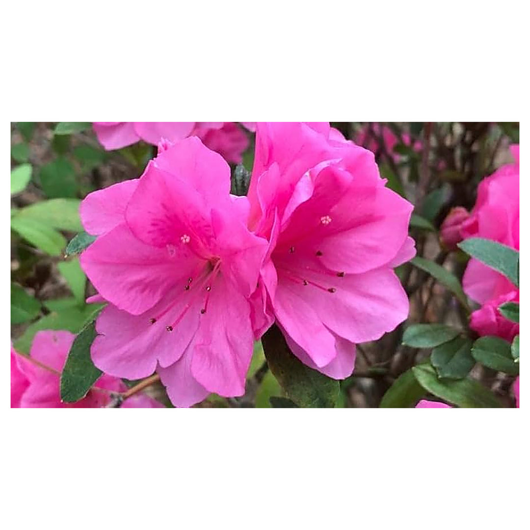 Heirloom Non-GMO Azalea Rhododendron Flower Seeds for Planting – Colorful Ornamental Blooms | High Germination | Neera Seeds product photo [neera-v4-832abb8c837ce28882d0]