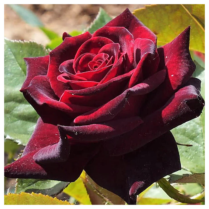 Hybrid Tea Rose Flower Seeds for Planting – Heirloom Non-GMO Seeds for Elegant Garden Blooms | Neera Seeds product photo [neera-v4-83300db2683a5d8f73f3]