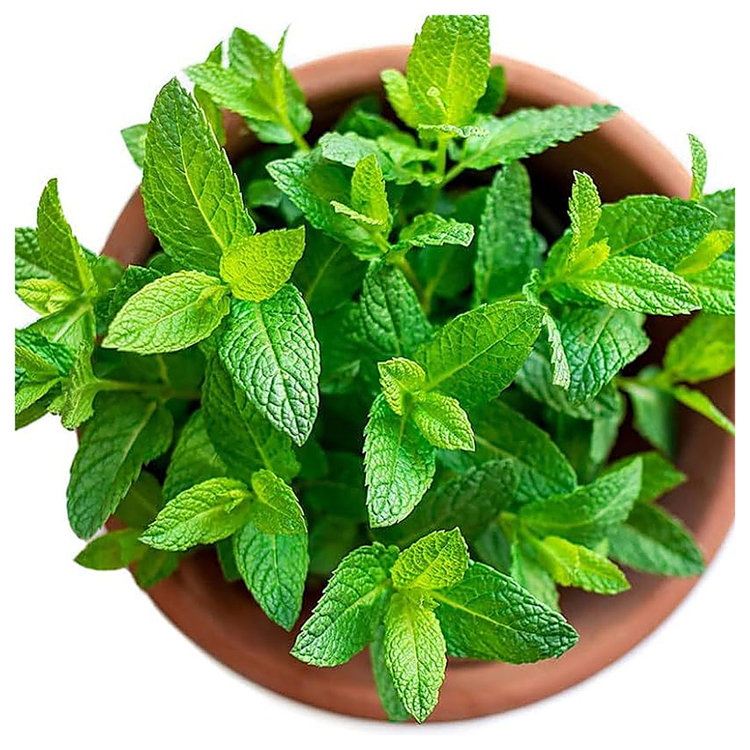 Heirloom Organic Peppermint Spearmint Mint Colorful Flower Pot Growth High Germination Rate | Neera Seeds product photo [neera-v4-83305483a692ffbec9f0]