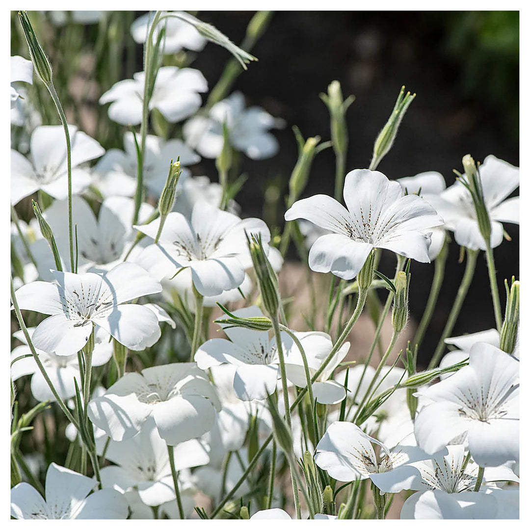 Agrostemma Ocean Pearl Flower Seeds – Heirloom, Non-GMO, High Germination Elegant Organic Garden Seeds for Planting | Neera Seeds product photo [neera-v4-8330632f7bd10b113cdc]