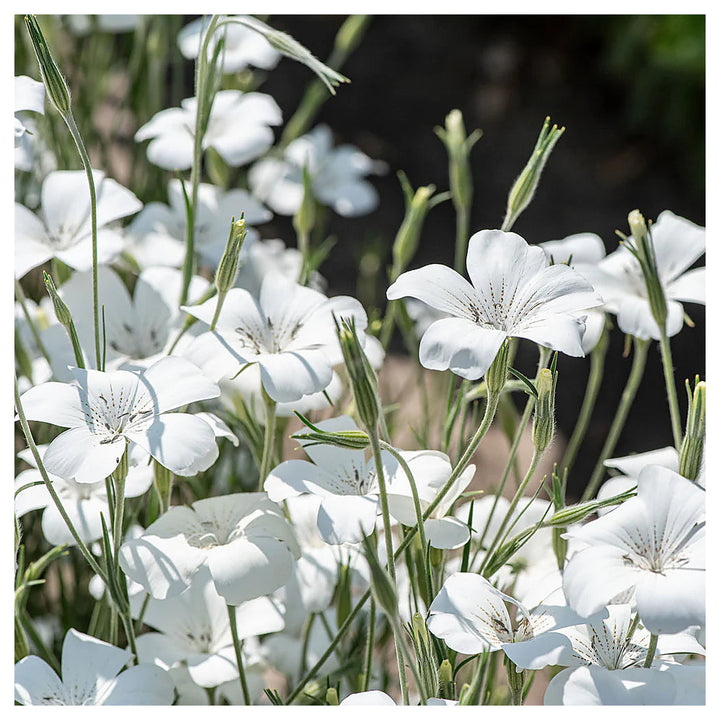 Agrostemma Ocean Pearl Flower Seeds – Heirloom, Non-GMO, High Germination Elegant Organic Garden Seeds for Planting | Neera Seeds product photo [neera-v4-8330632f7bd10b113cdc]