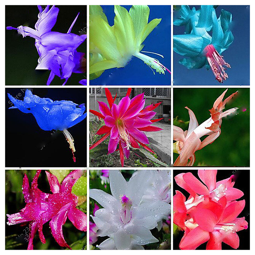 Mixed Zygocactus Truncatus Flower Seeds for Planting – Heirloom, Non-GMO, High Germination Seeds | Neera Seeds product photo [neera-v4-8331a4c8173f6e9455ed]