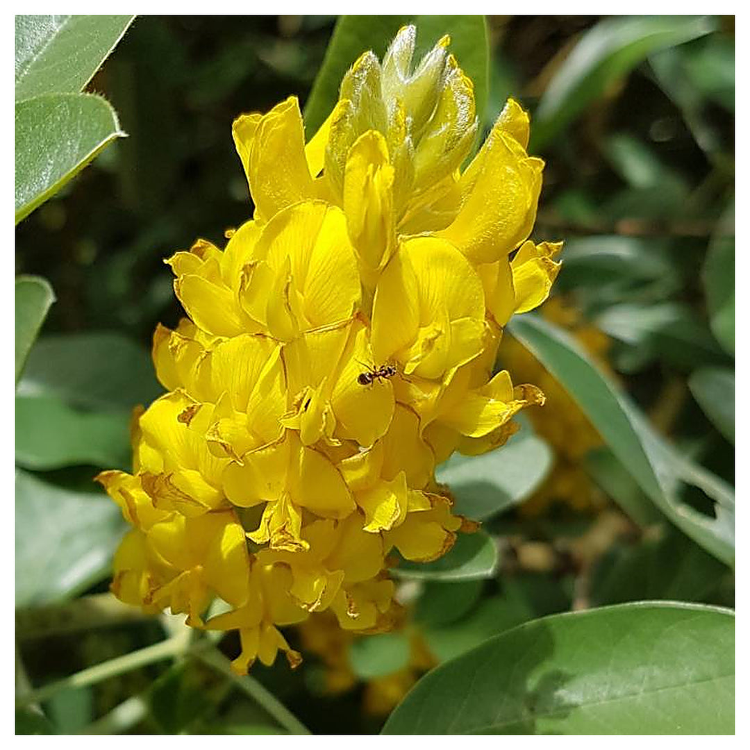 Heirloom Argyrocytisus Flower Seeds, Non-GMO Ornamental Shrub Blooms for Colorful Garden Planting | Neera Seeds product photo [neera-v4-833803cfce563f30fc2a]