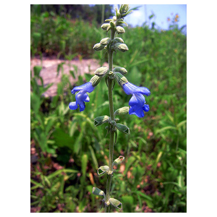 Blue Sage Flower Seeds – Heirloom Non-GMO Herb Blooms for Vibrant Garden Planting | Neera Seeds product photo [neera-v4-833fc876e54c46e84d2c]