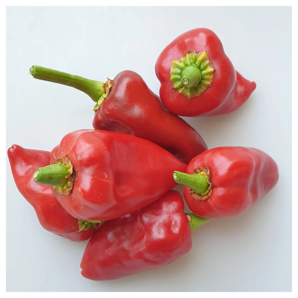 Piquillo Pepper Seeds for Planting – Heirloom, Non-GMO, Organic Garden Seeds with High Germination Rate | Neera Seeds product photo [neera-v4-83471e21128d1f648a0c]