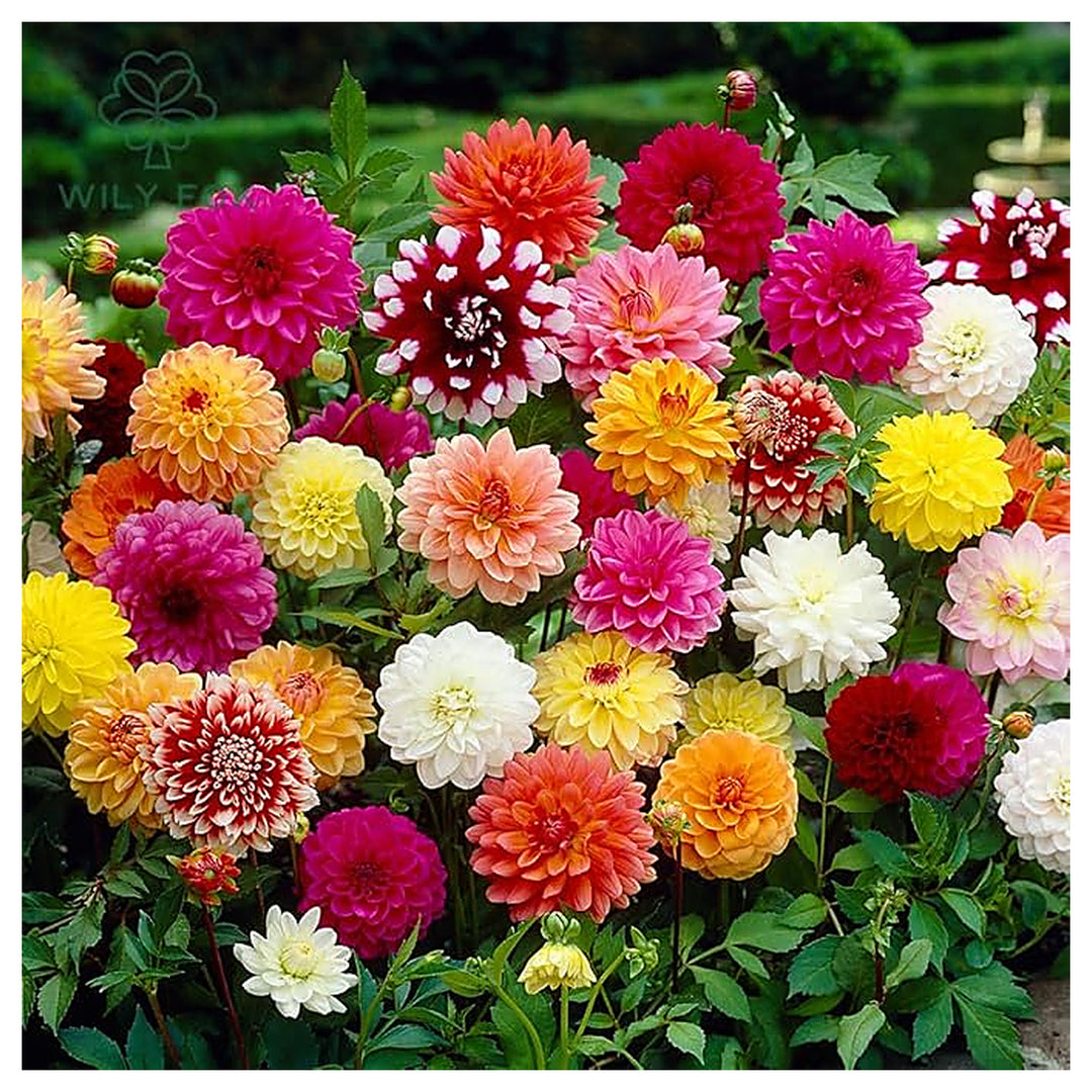 Double Dahlia Mini Mary Flower Flower Seeds Home Garden Planting, Ornamental Organic Blooming | Neera Seeds product photo [neera-v4-8378547f7982e86e886d]