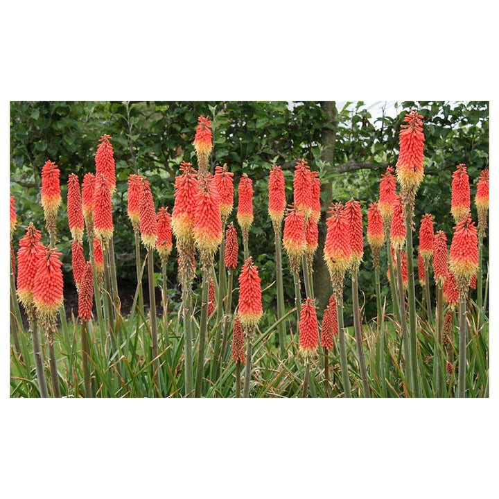 Fresh Caulescens Flower Seeds for Planting – Heirloom, Non-GMO, High Germination Organic Garden Seeds | Neera Seeds product photo [neera-v4-83842a9c998745fdb474]