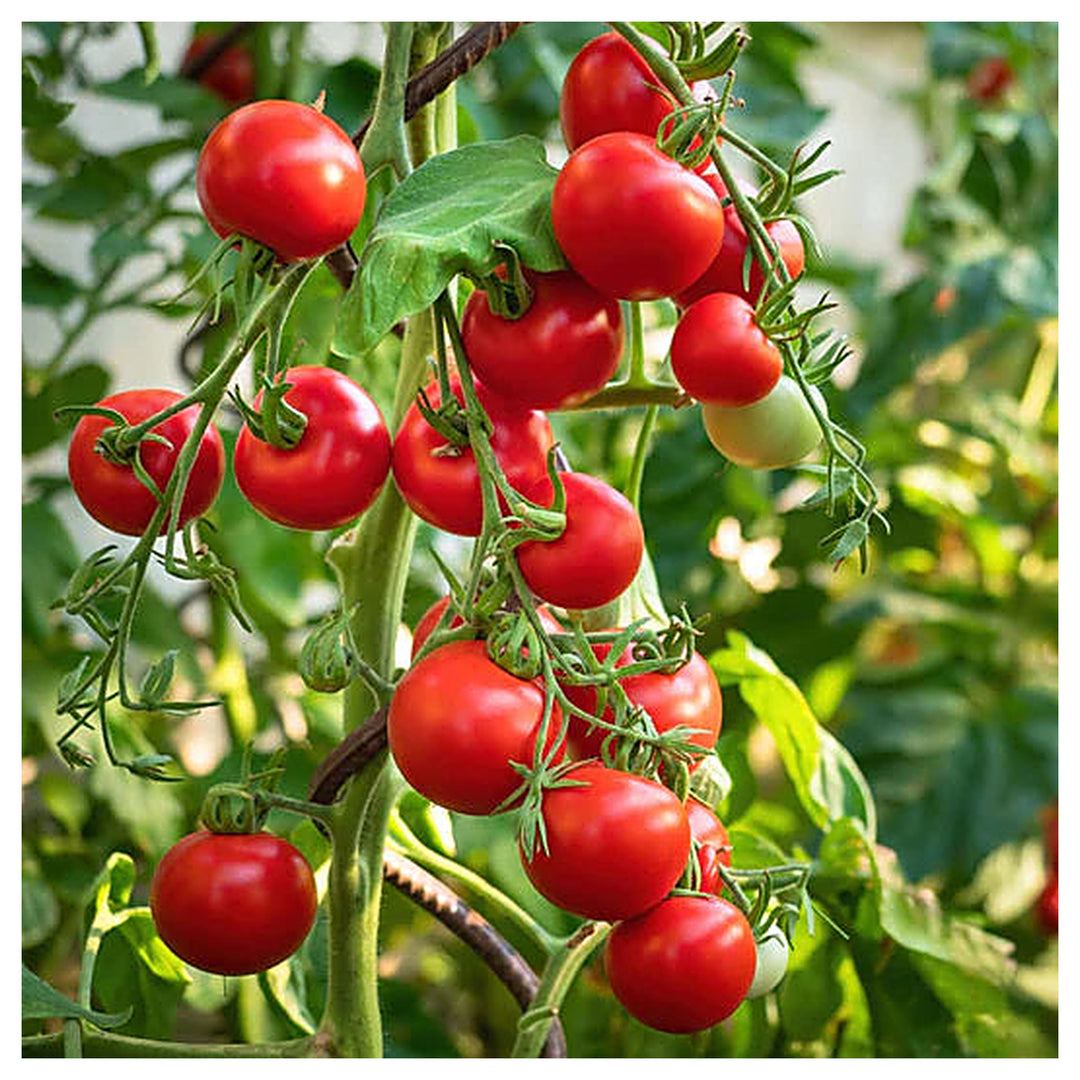 Sour-Type Tomato (Winter Variety) Vegetable Seeds for Planting – High-Acid Variety for Pickling and Cooking | Neera Seeds product photo [neera-v4-8385d789879a1924186c]