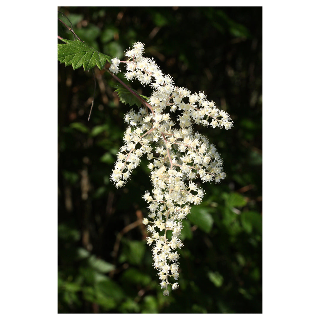 Heirloom Non-GMO Holodiscus Discolor Flower Seeds – Ornamental Shrub Seeds for Planting, High Germination Organic B | Neera Seeds product photo [neera-v4-839a33e30482c91102e9]