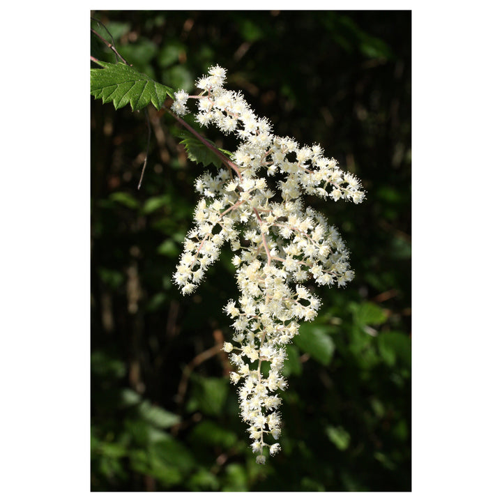 Heirloom Non-GMO Holodiscus Discolor Flower Seeds – Ornamental Shrub Seeds for Planting, High Germination Organic B | Neera Seeds product photo [neera-v4-839a33e30482c91102e9]