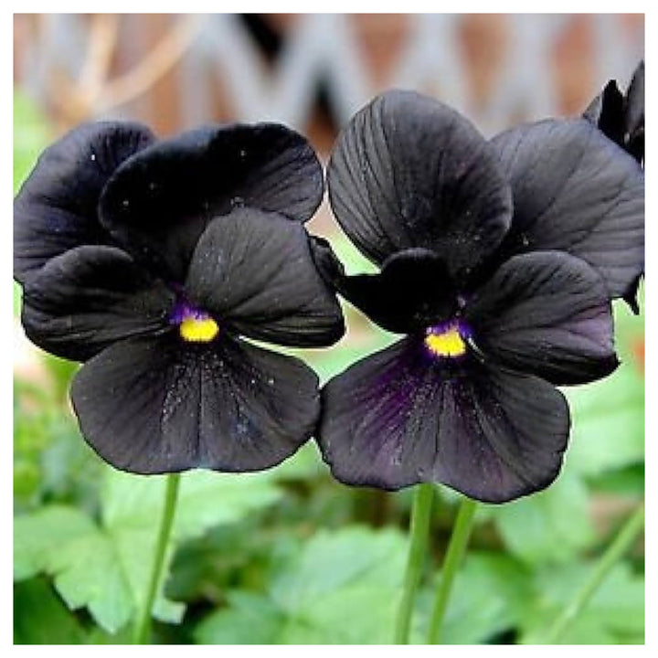 Pansy Flower Seeds Black for Planting - NON GMO Seeds | Neera Seeds product photo [neera-v4-83c403f35d4ba341bece]