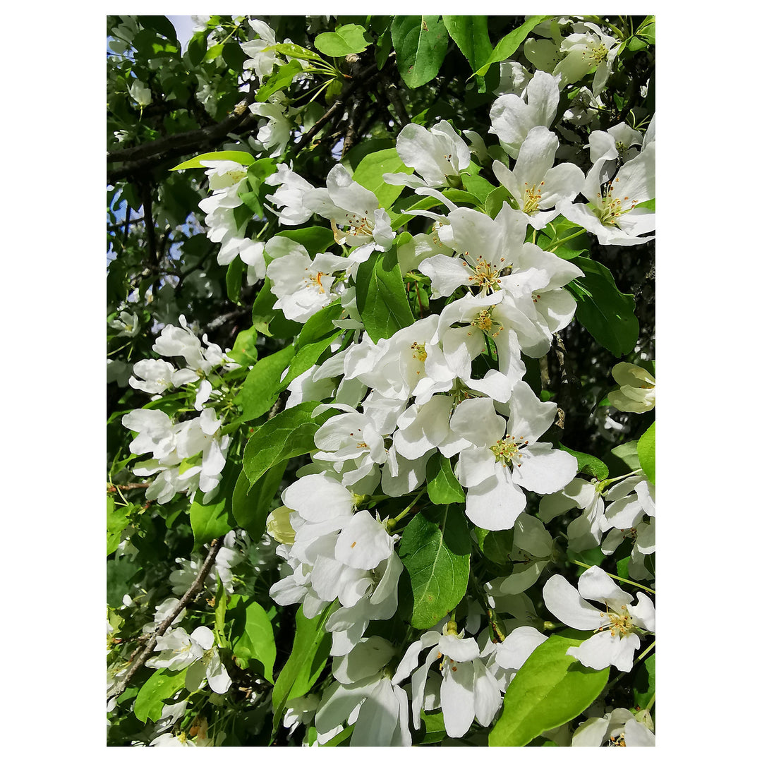 Heirloom Malus Flower Seeds, Non-GMO Ornamental Blooms for Garden Planting | Neera Seeds product photo [neera-v4-83cee899c00c56d104de]