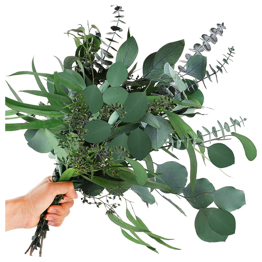 Mixed Eucalyptus Plant Seeds for Planting – Heirloom Non-GMO Organic Garden Seeds, High Germination | Neera Seeds product photo [neera-v4-83d4b531b5dfd10d081c]