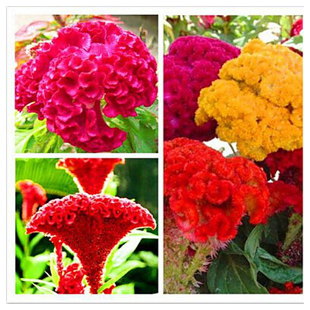 Mixed Color Stone Cockscomb Flower Seeds – Heirloom, Non-GMO, Vibrant Blooms for Garden & Landscaping | Neera Seeds product photo [neera-v4-83ddf9f1a8e9bb49cffb]