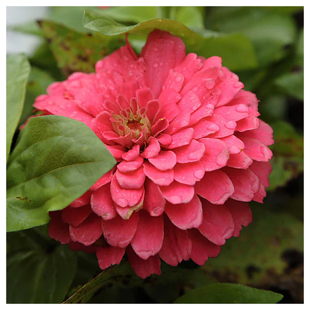Zinnia Benary Giant Flower Seeds – Vibrant Colors, Heirloom, Non-GMO, High Germination Organic Garden Seeds | Neera Seeds product photo [neera-v4-83e564088e35d1c07dc7]