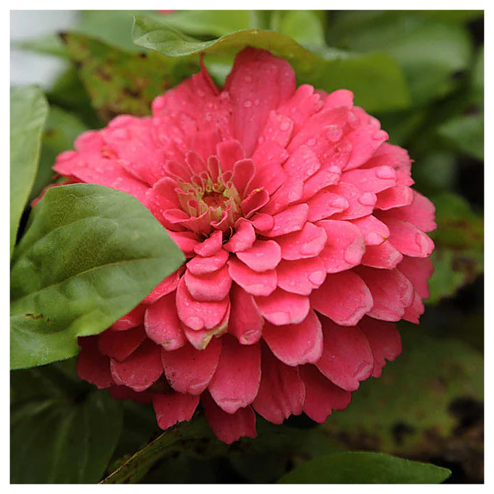 Zinnia Benary Giant Flower Seeds – Vibrant Colors, Heirloom, Non-GMO, High Germination Organic Garden Seeds | Neera Seeds product photo [neera-v4-83e564088e35d1c07dc7]