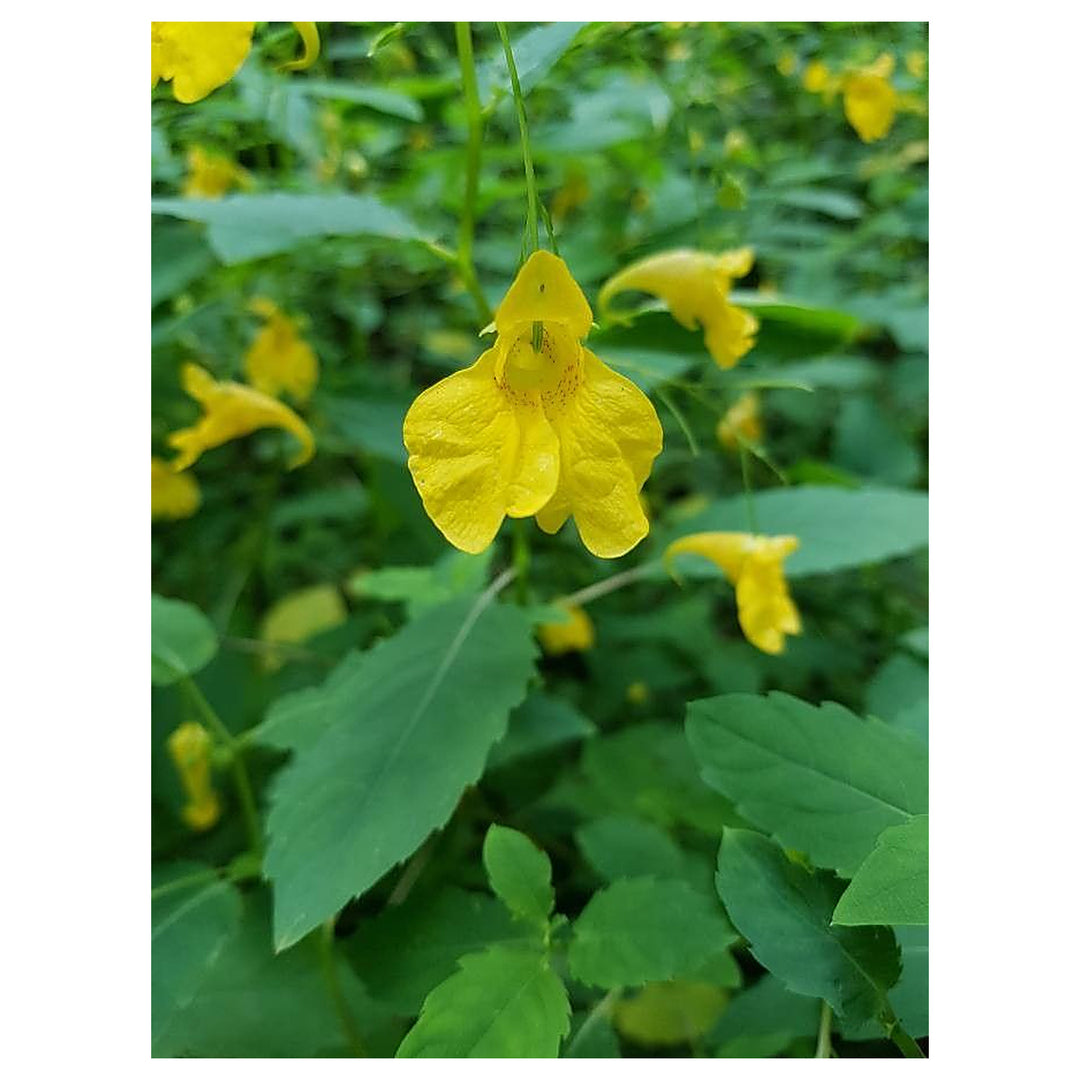 Heirloom Non-GMO Impatiens Balsamine Flower Seeds – High Germination Organic Garden Seeds for Shade Blooms | Neera Seeds product photo [neera-v4-840a9e917a6d20e99945]