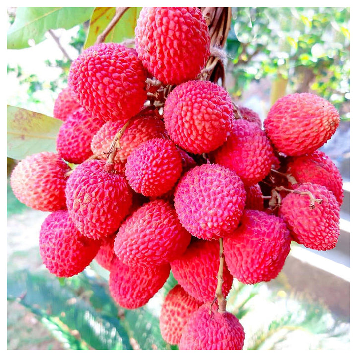 Red Lychee Fruit Seeds for Planting – Sweet &amp; Exotic Lychee Fruits, Heirloom &amp; Non-GMO, High Germination Seeds | Neera Seeds product photo [neera-v4-840d5fefc33114b35aaa]