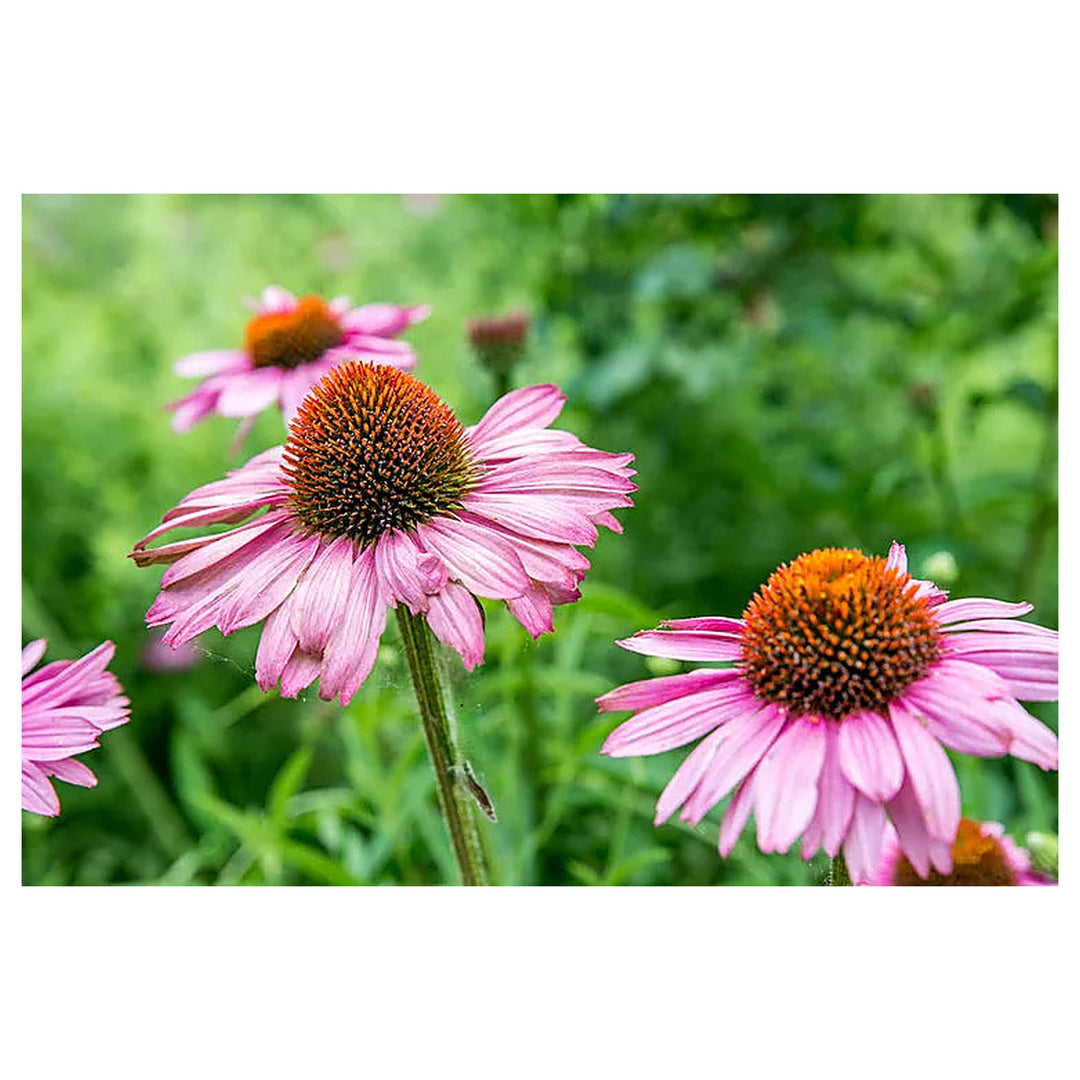 Purple Coneflower Seeds – Heirloom Non-GMO High Germination Seeds for Planting Pollinator-Friendly Garden Flowers | Neera Seeds product photo [neera-v4-842649f061aacb6f4f71]