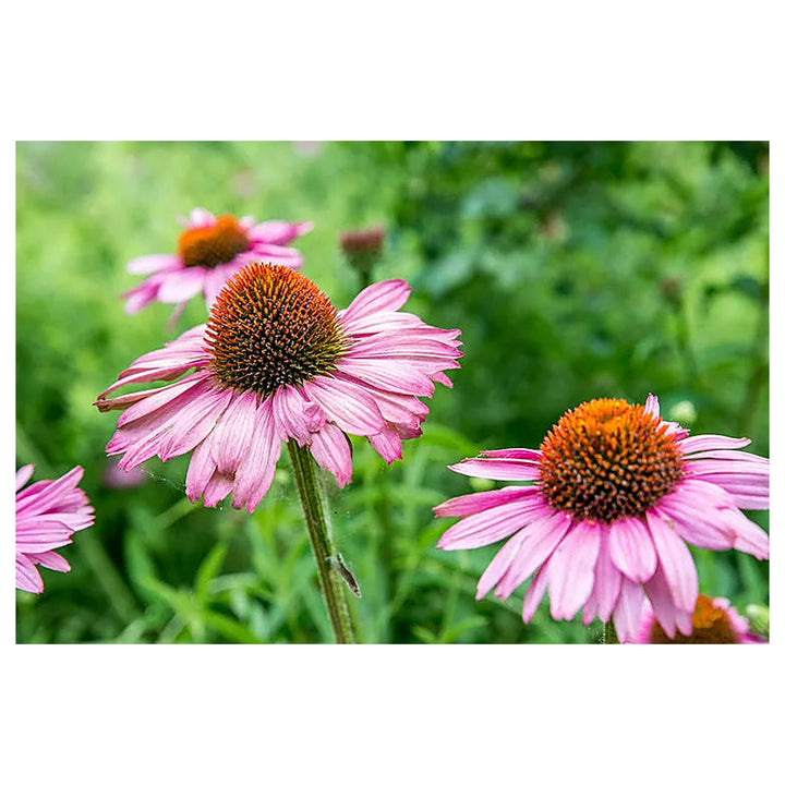 Purple Coneflower Seeds – Heirloom Non-GMO High Germination Seeds for Planting Pollinator-Friendly Garden Flowers | Neera Seeds product photo [neera-v4-842649f061aacb6f4f71]
