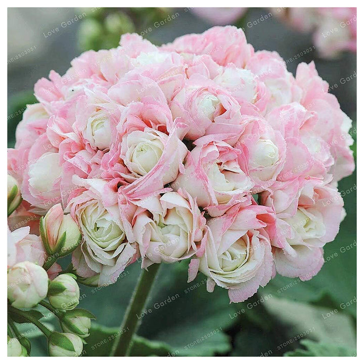 Geranium Apple Blossom Light Pink Flower Seeds for Planting – Heirloom Non-GMO High Germination Organic Seeds | Neera Seeds product photo [neera-v4-84335f635b521d414d26]