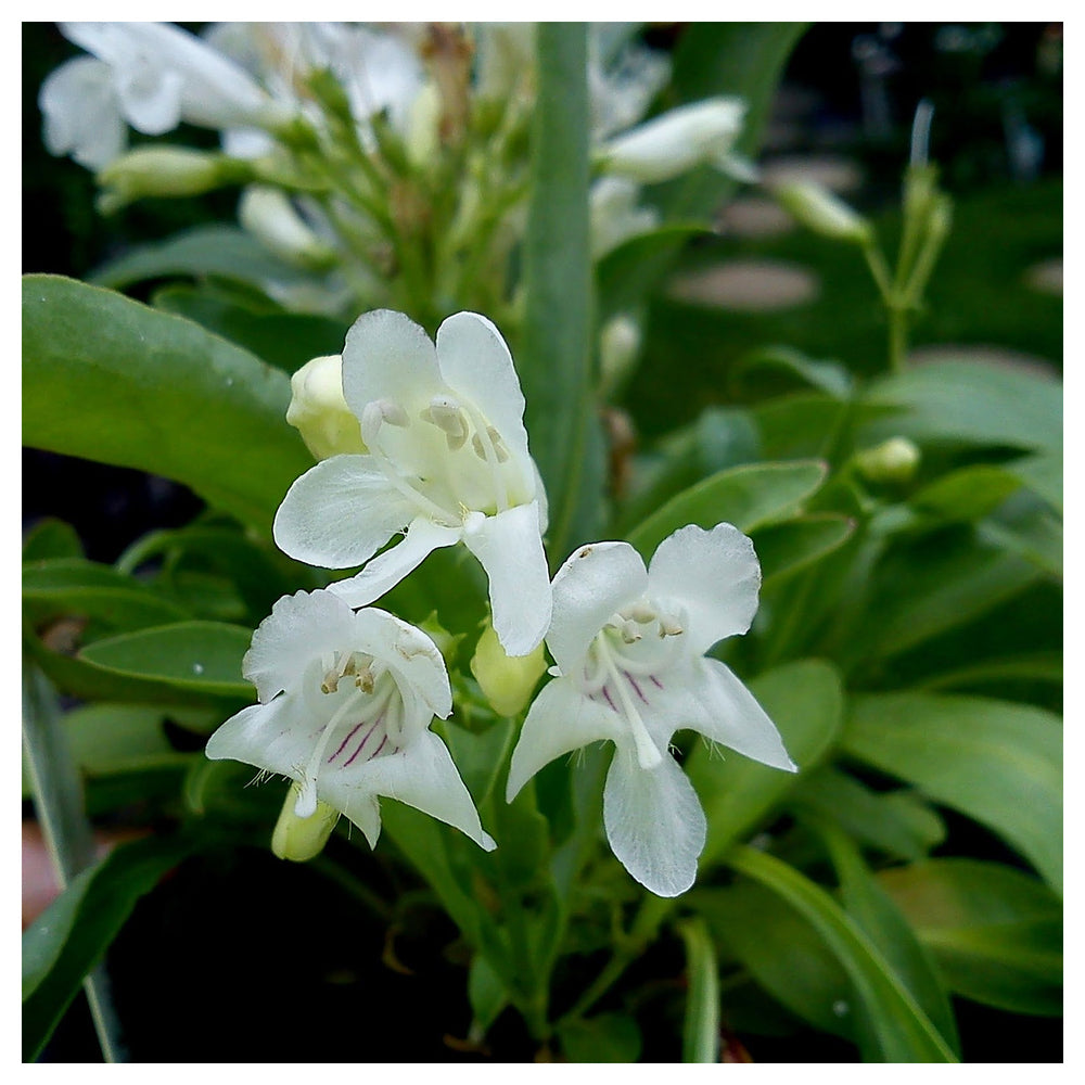Penstemon White Flower Seeds for Planting – Organic, Heirloom, Non-GMO High Germination Organic Garden Seeds | Neera Seeds product photo [neera-v4-843e77cafbd9e55b894d]