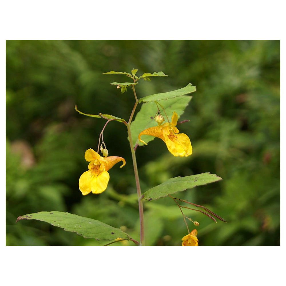 Heirloom Non-GMO Impatiens Balsamine Flower Seeds – High Germination Organic Garden Seeds for Shade Blooms | Neera Seeds product photo [neera-v4-8442cd4f5abcefdafe1e]