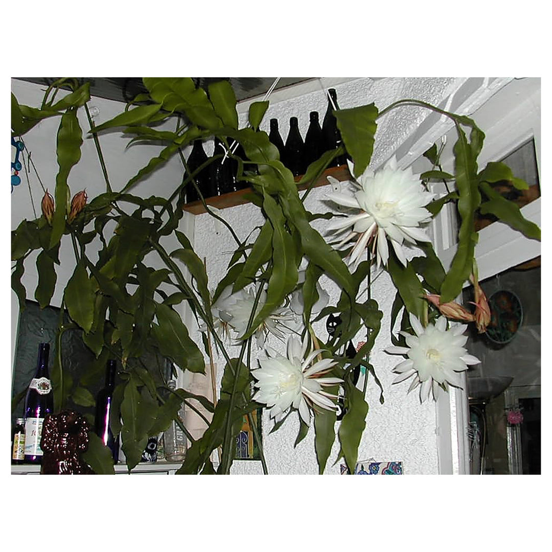 Dark Grey Epiphyllum Oxypetalum Night Blooming Flower Seeds Home Garden Planting, Lush Organic | Neera Seeds product photo [neera-v4-8457c92713946bf10122]