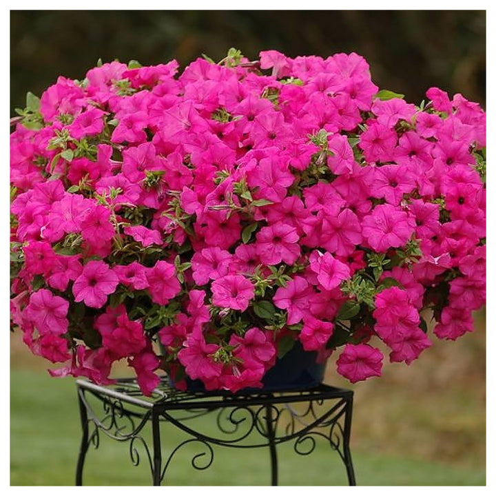 Pink Petunia Flower Seeds for Planting - Heirloom, NON-GMO Flower Seeds - Beautiful Garden Blooms | Neera Seeds product photo [neera-v4-845f7da8f4eba52f72fc]