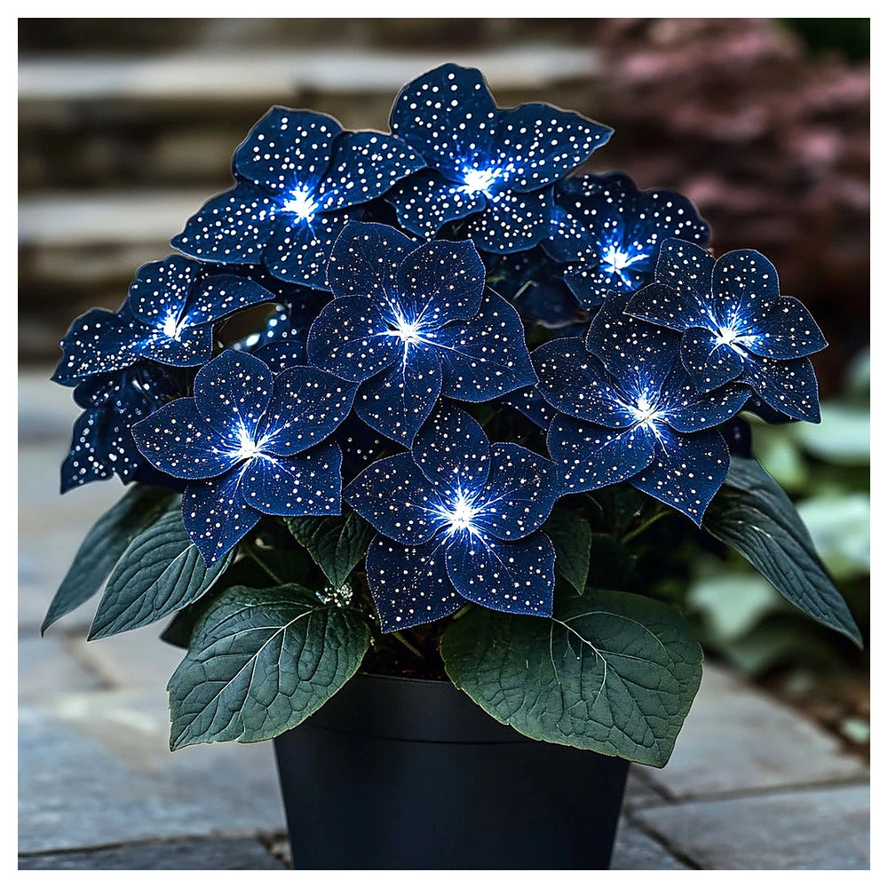 Moonlight Butterfly Begonia Flower Seeds – Dark Blue & White Seeds for Planting | Neera Seeds product photo [neera-v4-846f2d0f6d38572e72be]