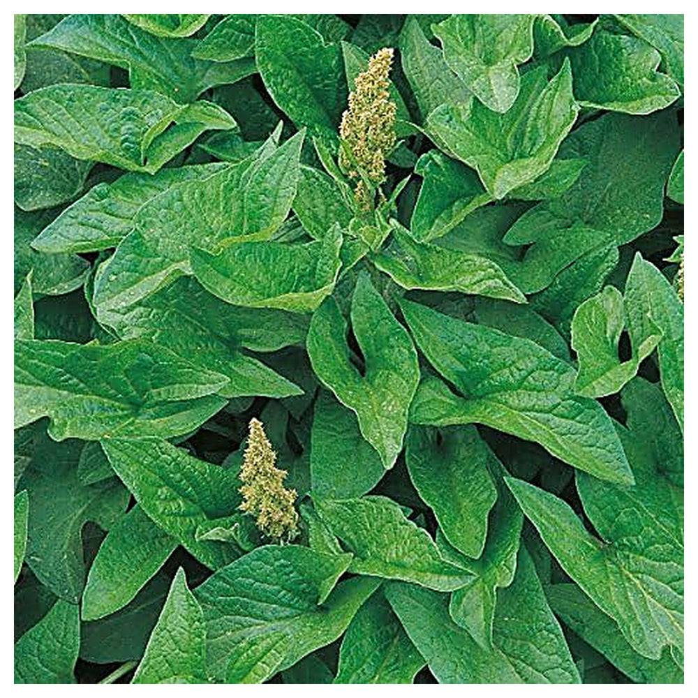 King Henry Plant Seeds – Premium, High Germination Greens | Neera Seeds product photo [neera-v4-8472a496747f7b3b8c57]