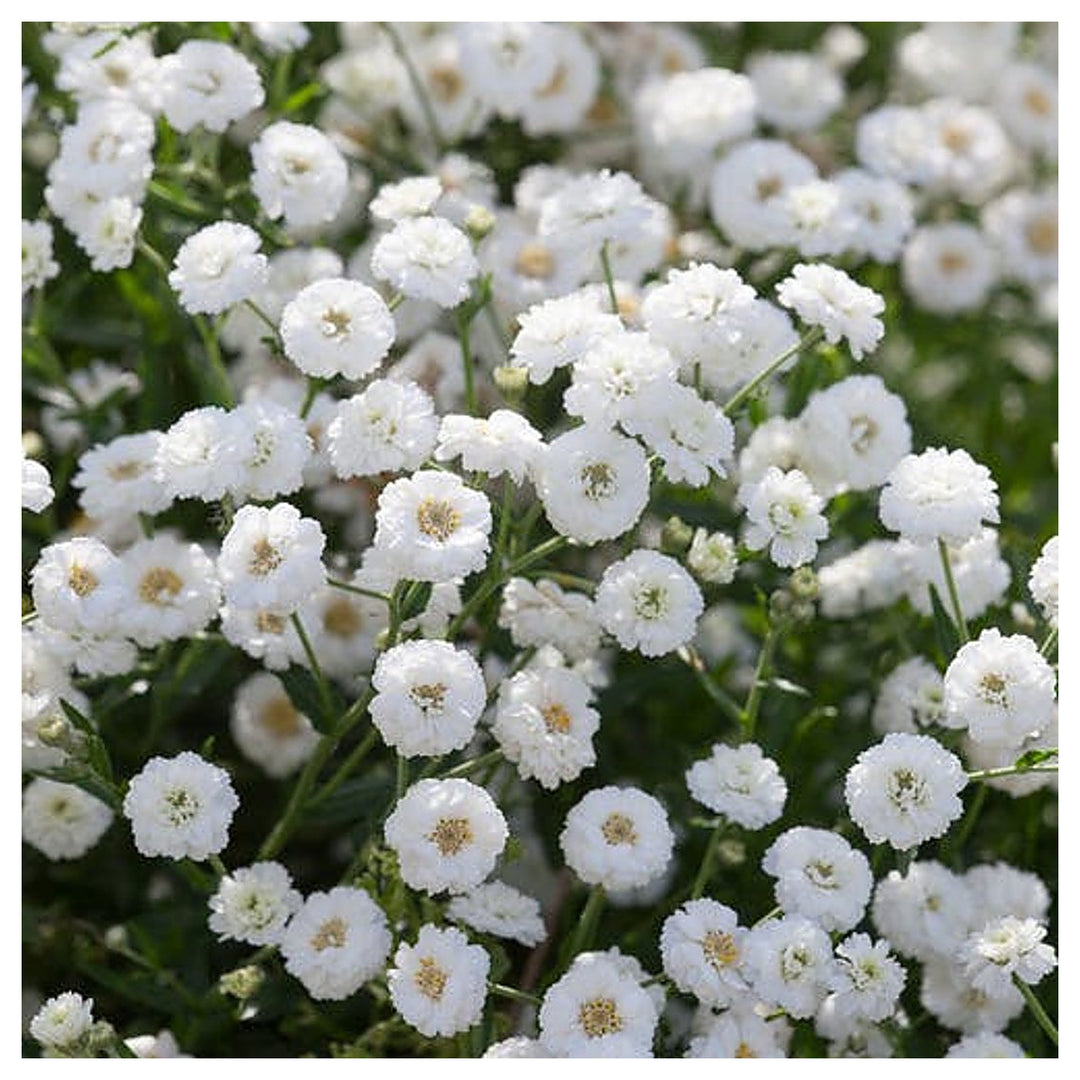 White Pellitory Flower Seeds – Heirloom Non-GMO High Germination Seeds for Planting Organic Garden Blooms | Neera Seeds product photo [neera-v4-8476adc5e570c8366114]